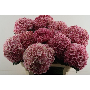 Hydr M Linn Red 80-22