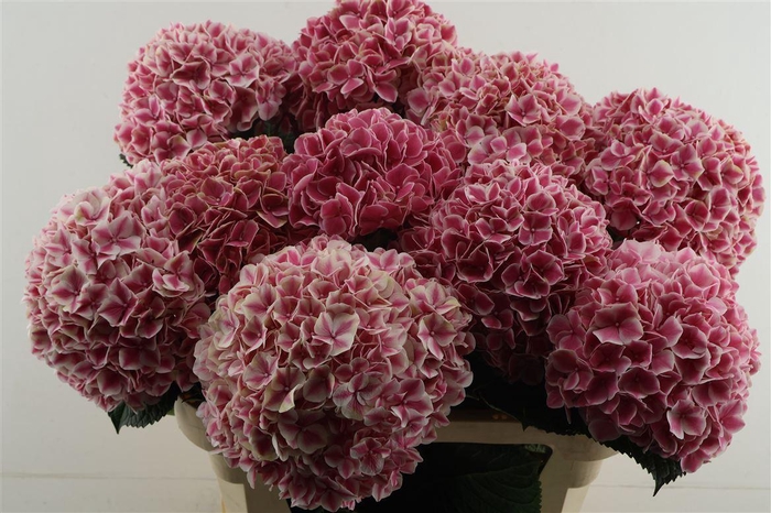 <h4>Hydr M Linn Red 80-22</h4>