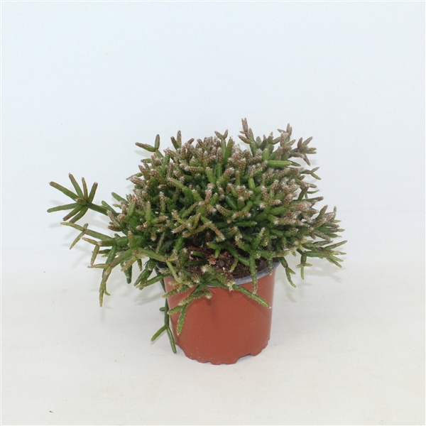 <h4>Rhipsalis burchelli zonder kwekersetiket</h4>