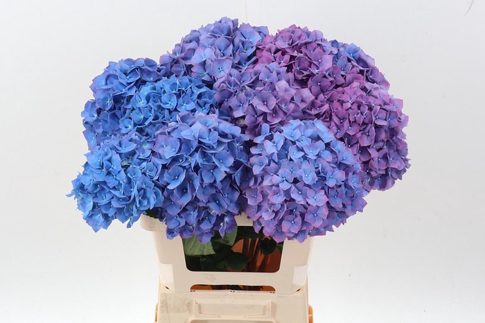 <h4>Hydr M Ch Pimpernel</h4>