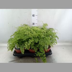 Adiantum raddi. 'Fragrans'