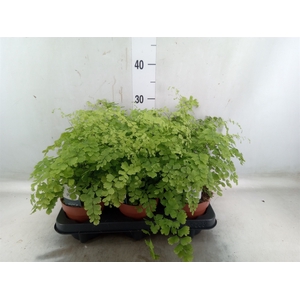 Adiantum raddi. 'Fragrans'