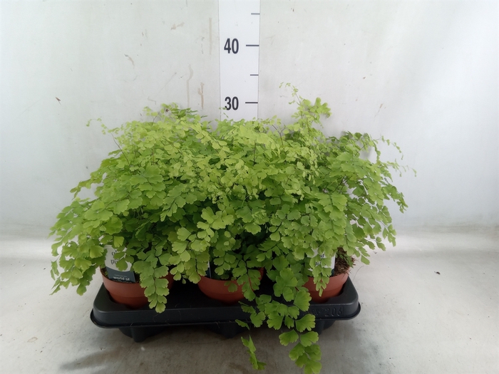 <h4>Adiantum raddi. 'Fragrans'</h4>