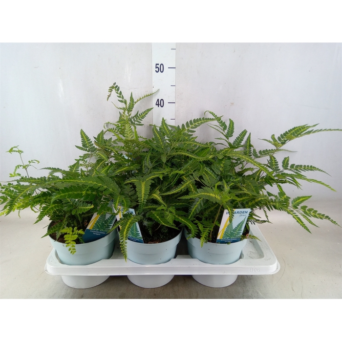 <h4>Arachniodes aristata Variegata</h4>