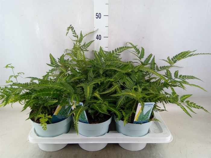 <h4>Arachniodes aristata 'Variegata'</h4>