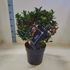 Ilex meserveae Blue Maid