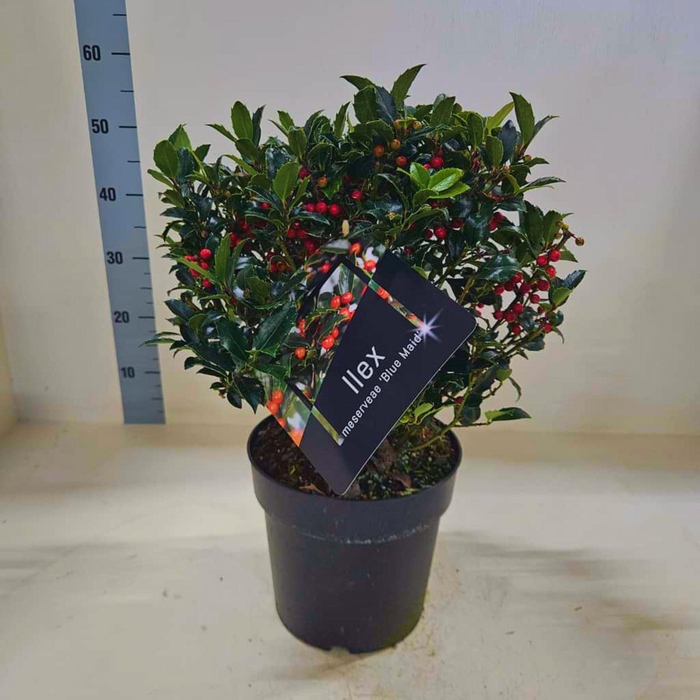 Ilex meserveae Blue Maid