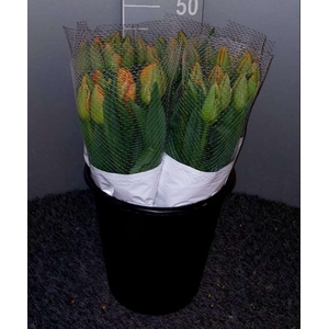 Tu En Orange Pride Rosso