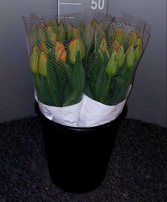 <h4>Tu En Orange Pride Rosso</h4>