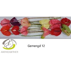 Anthurium andr.   ...mix