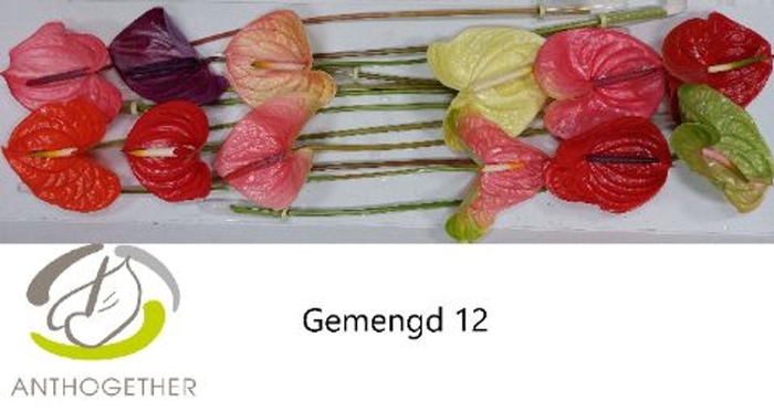 <h4>Anthurium andr.   ...mix</h4>