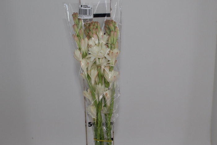 <h4>ANGELICA 080 CM</h4>