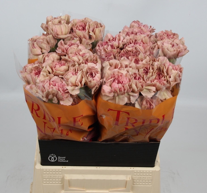 <h4>DI ST HAPPY CHERY</h4>