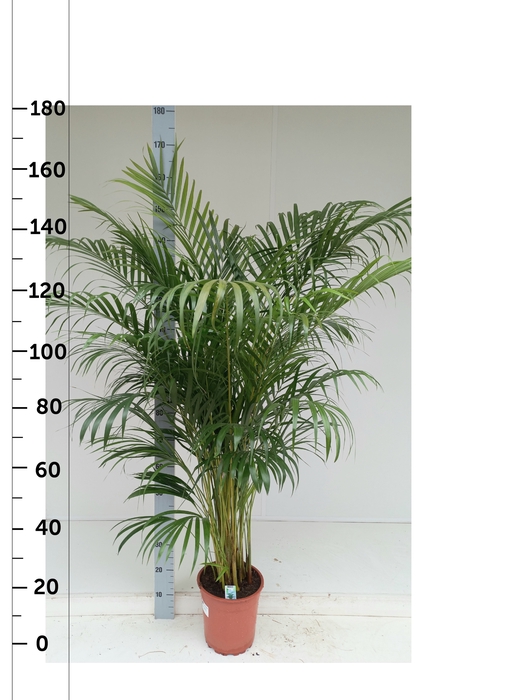 <h4>DYPSIS LUTESCENS</h4>