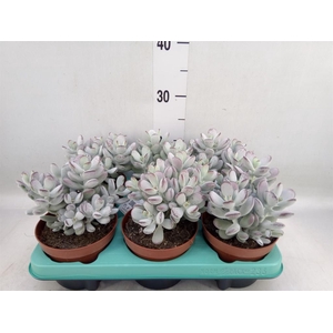 Cotyledon orbic. 'Rudolphs Andler'