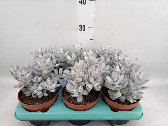 <h4>Cotyledon orbic. 'Rudolphs Andler'</h4>