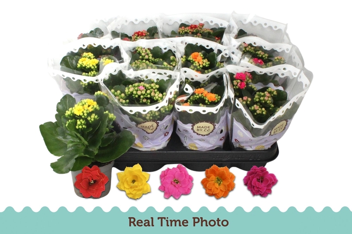 <h4>KAL GE GEM 5 KL</h4>