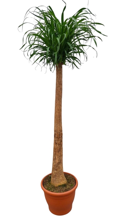 <h4>Beaucarnea 35 cm</h4>