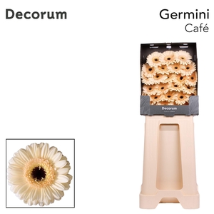 Germini Cafe Diamond