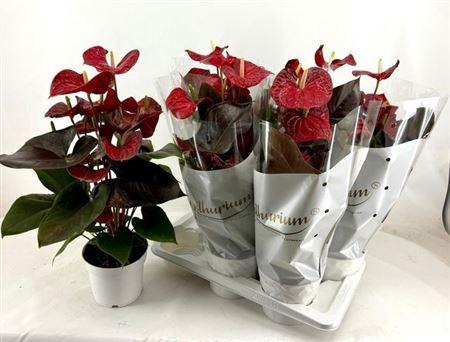 <h4>Anthu A Coral Champi 8+</h4>