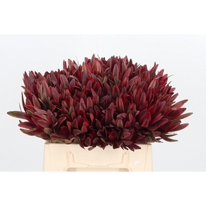 Leucadendron Jester