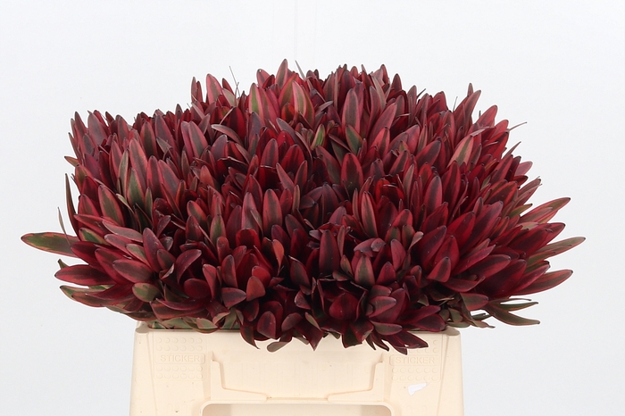 <h4>Leucadendron Jester</h4>