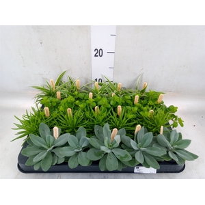 Planten  ..mix