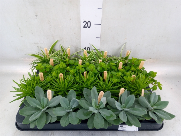 <h4>Planten  ..mix</h4>