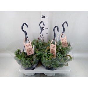 Crassula marnieriana