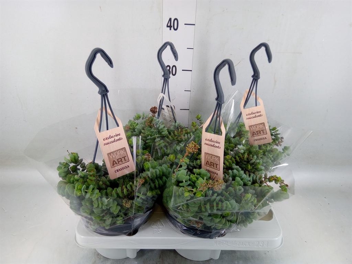 <h4>Crassula marnieriana</h4>