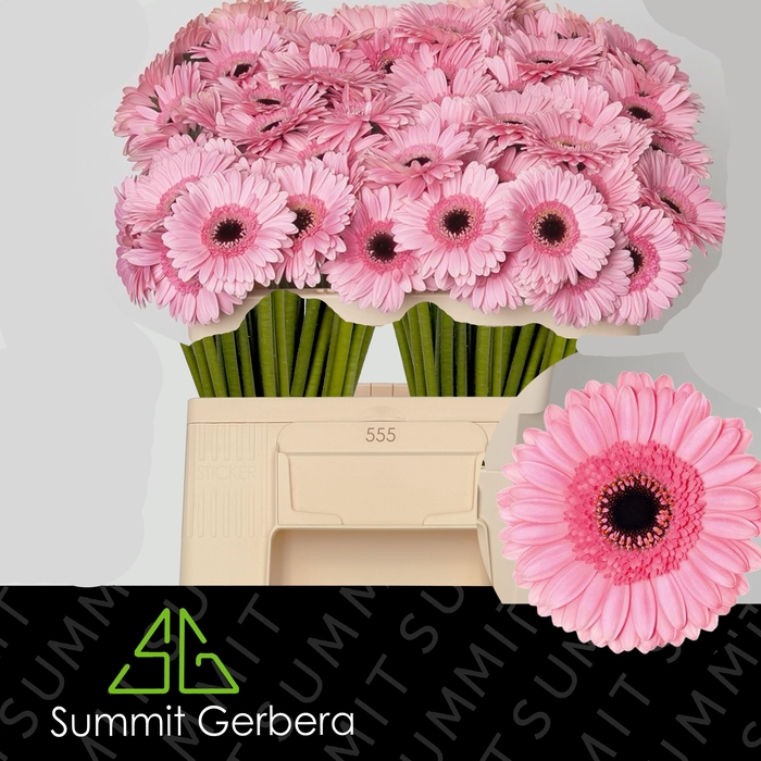 <h4>GE MI MAEVE</h4>