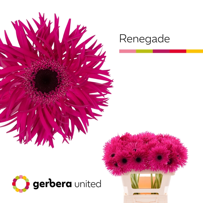 <h4>Gerbera Spider Renegade Water x40</h4>