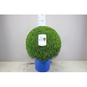 Buxus Semp Bol 50cm Jeans Of Garden