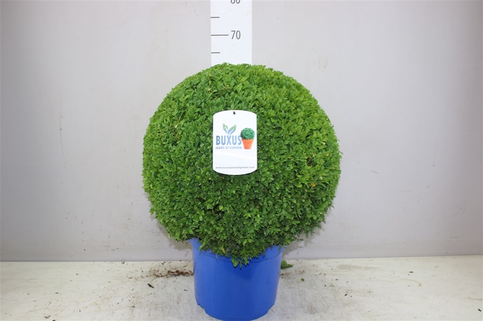 <h4>Buxus Semp Bol 50cm Jeans Of Garden</h4>