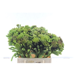Kaaps Brunia Albiflora Green