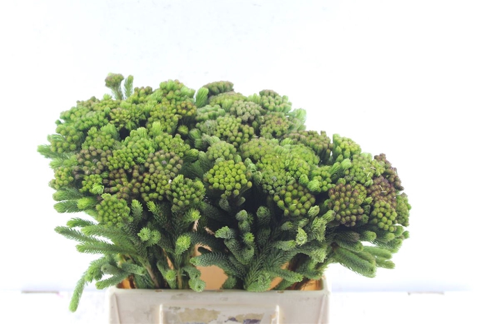<h4>Kaaps Brunia Albiflora Green</h4>
