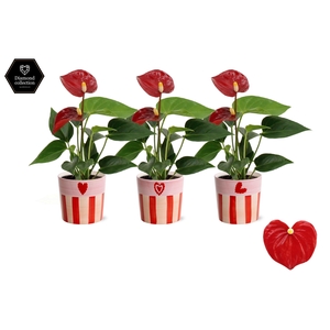 Anthurium 6 cm Micra in Romee ceramics