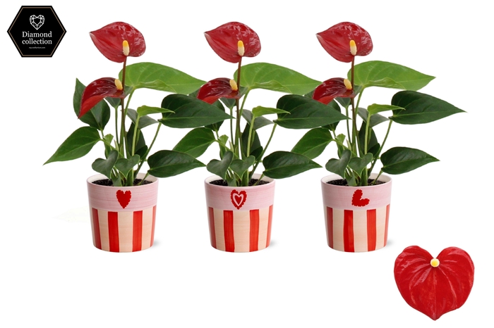 <h4>Anthurium 6 cm Micra in Romee ceramics</h4>