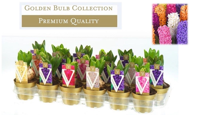 <h4>Hyacinthus orientalis gemengd p9</h4>
