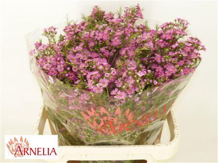 <h4>Chamelaucium Purple Rain</h4>