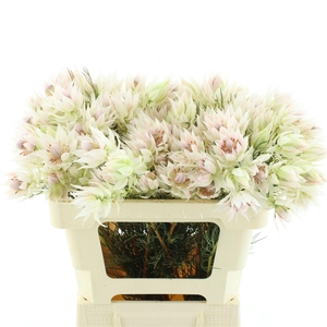 Serruria Bride White 4-5 Buds