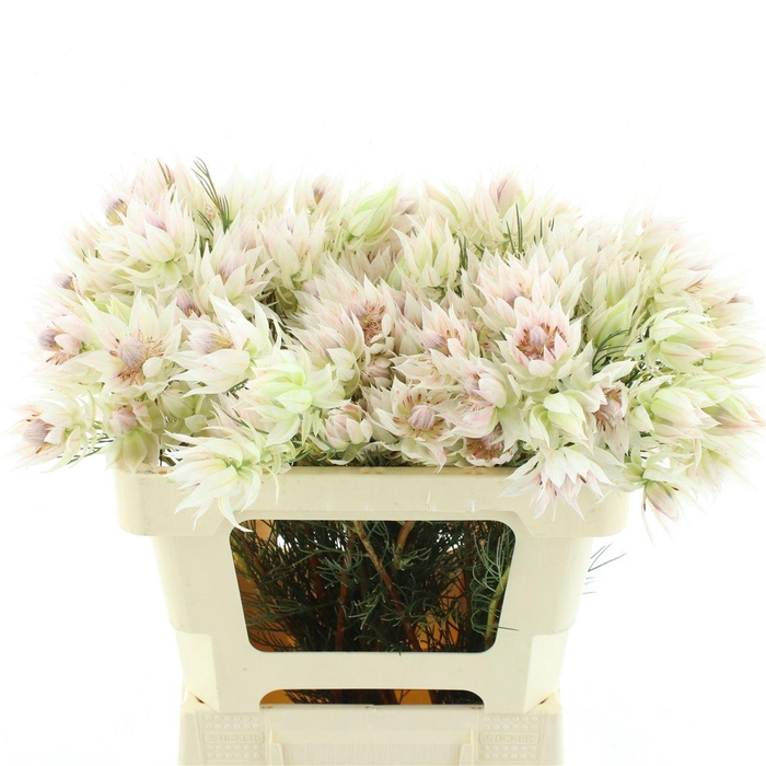 <h4>Serruria Bride White 4-5 Buds</h4>