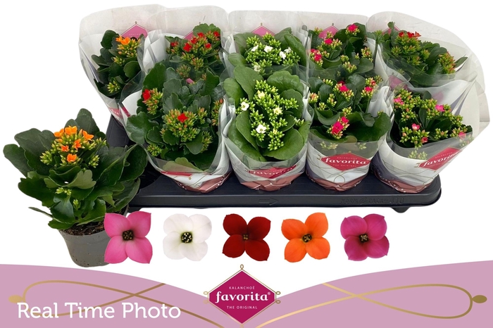 <h4>KAL EN GEM 5 KL</h4>