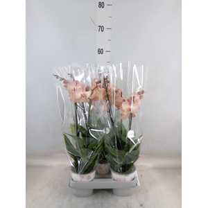 Phalaenopsis  'Ant Varese'