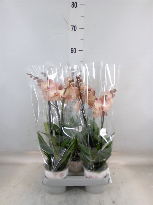 <h4>Phalaenopsis  'Ant Varese'</h4>