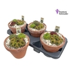 Arr Sempervivum In Terra Cotta