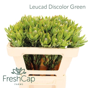 Leucad Discolor Green