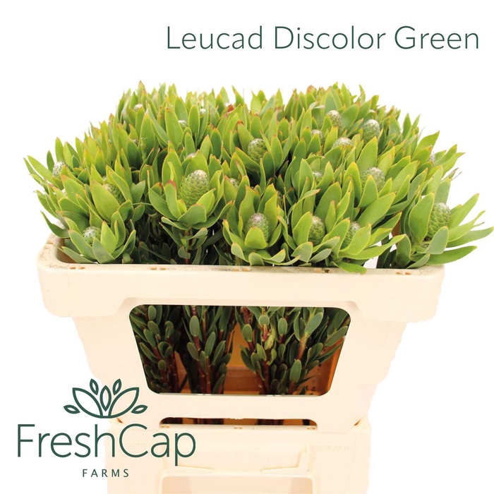 <h4>Leucad Discolor Green</h4>