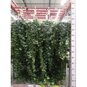 Hedera helix 'Pittsburgh'