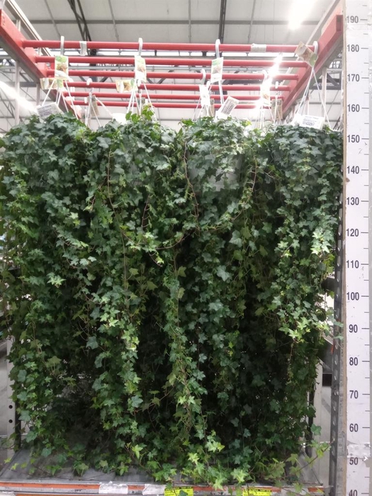 <h4>Hedera helix 'Pittsburgh'</h4>